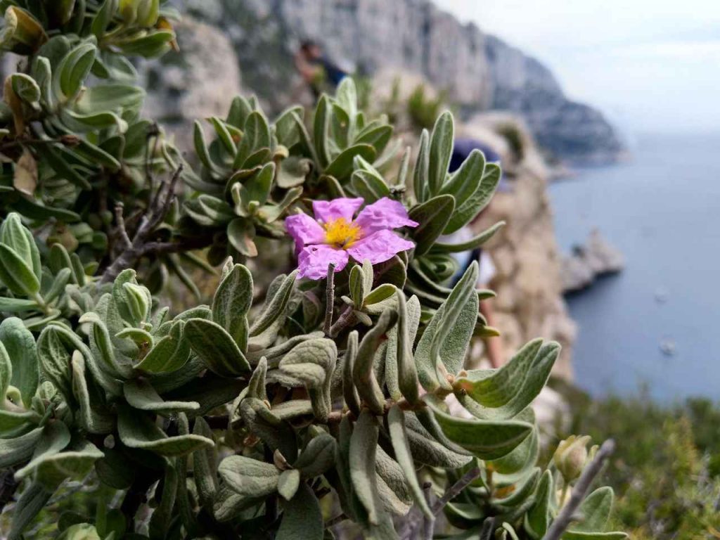 La flore des Calanques de Marseille